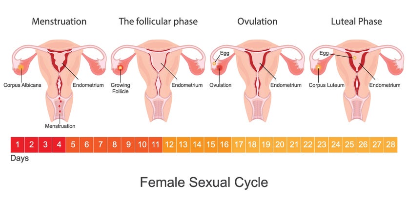 graph of phases of the month for women