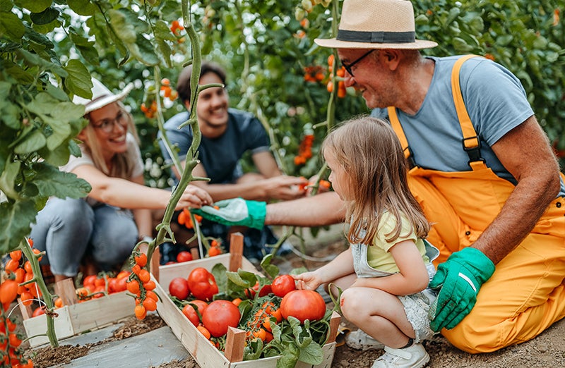 Family Picking Tomatoes